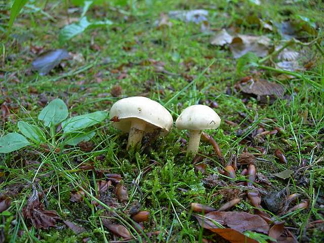 Funghi cittadini